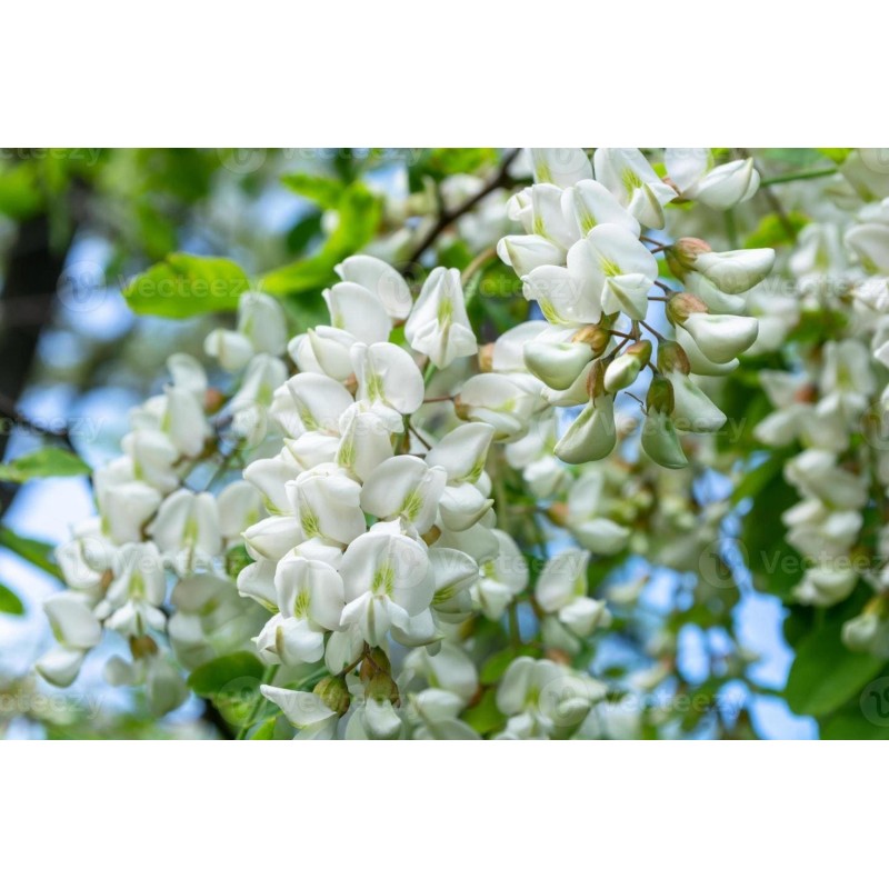 Miel d'acacia en pot - Atelier des abeilles