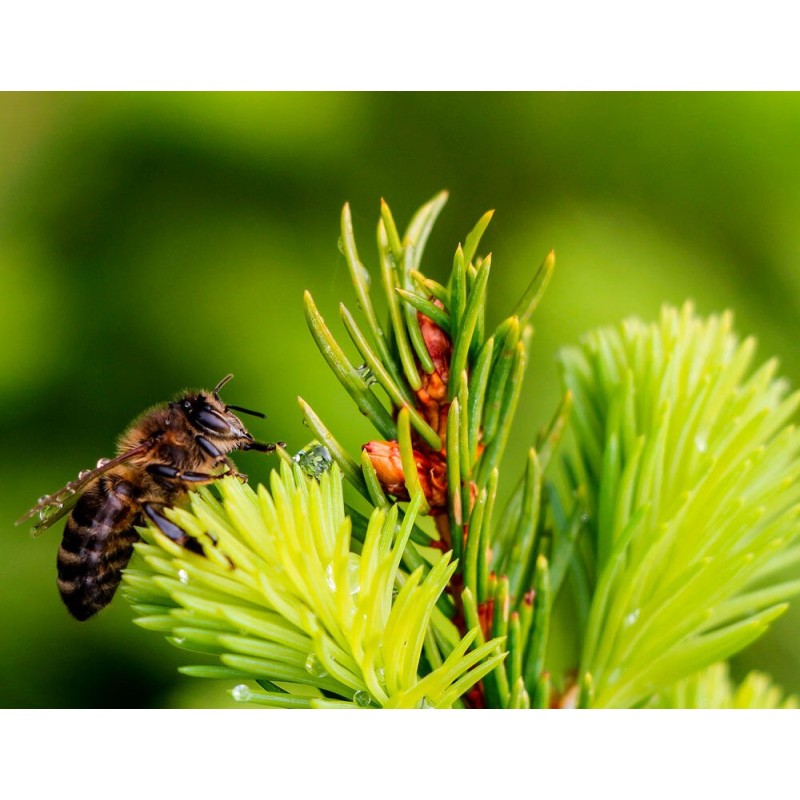 Miel de Sapin - Atelier des abeilles